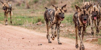 Vildhundar i Kruger nationalpark