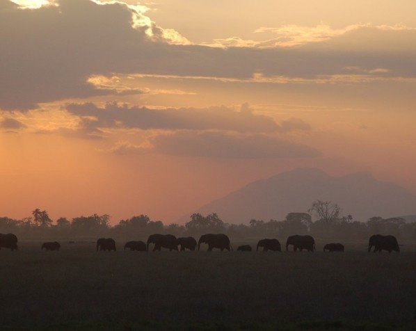 Elefanter i Amboseli nationalpark med Kilimanjaro i bakgrunden