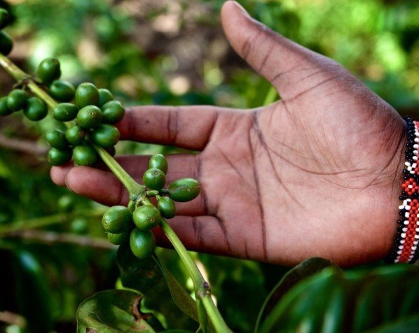 Kaffeplanta i Tanzania