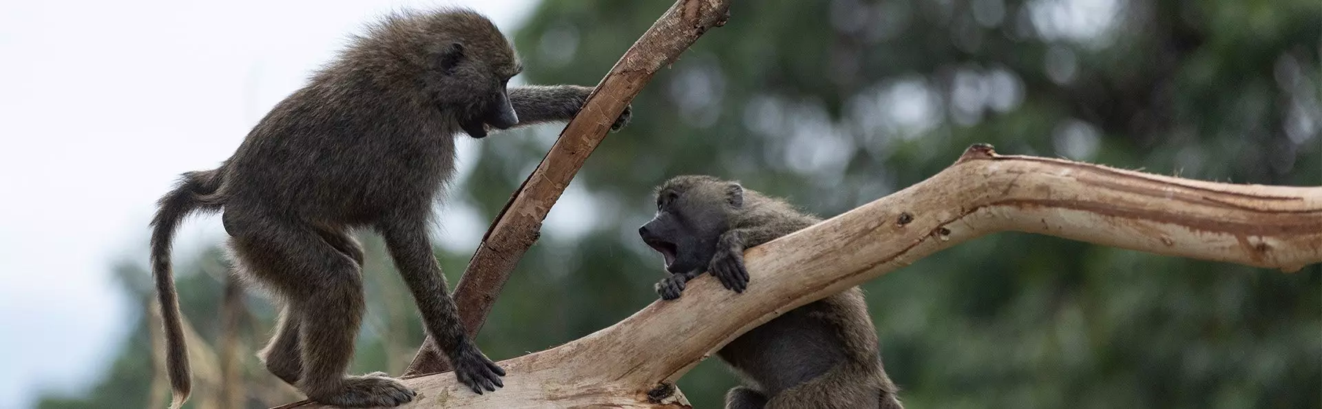 Apor leker i trädet