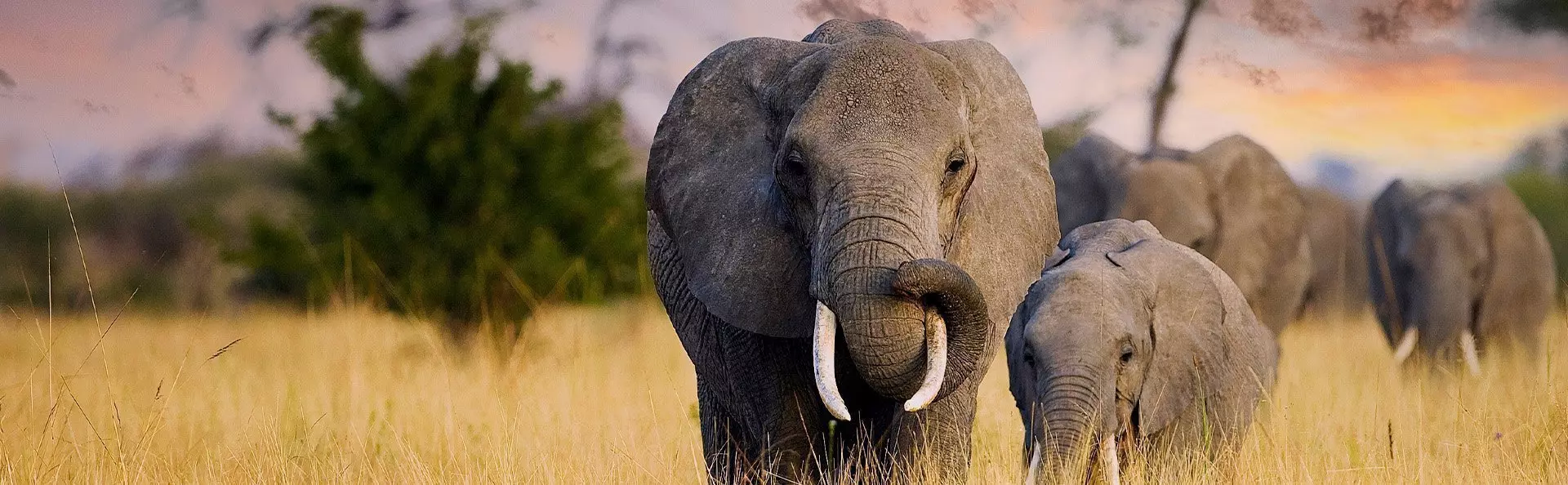 Elefanter går i solnedgången på savannen