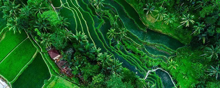 Risterasser i Tegalalang i Bali i Indonesien