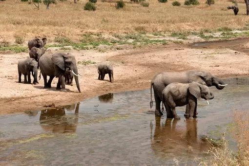 Upplev trädklättrande lejon i Lake Manyara nationalpark