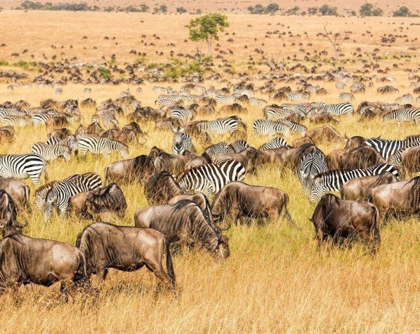 Gnuer och zebror i Masai Mara