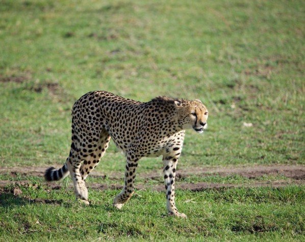 Gepard på savannen i Massaj Mara Nationalpark