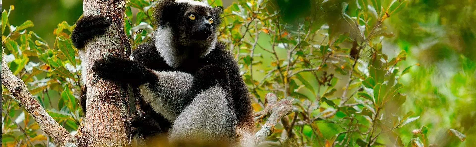Indri lemur i Andasibe-Mantadia National Park på Madagaskar