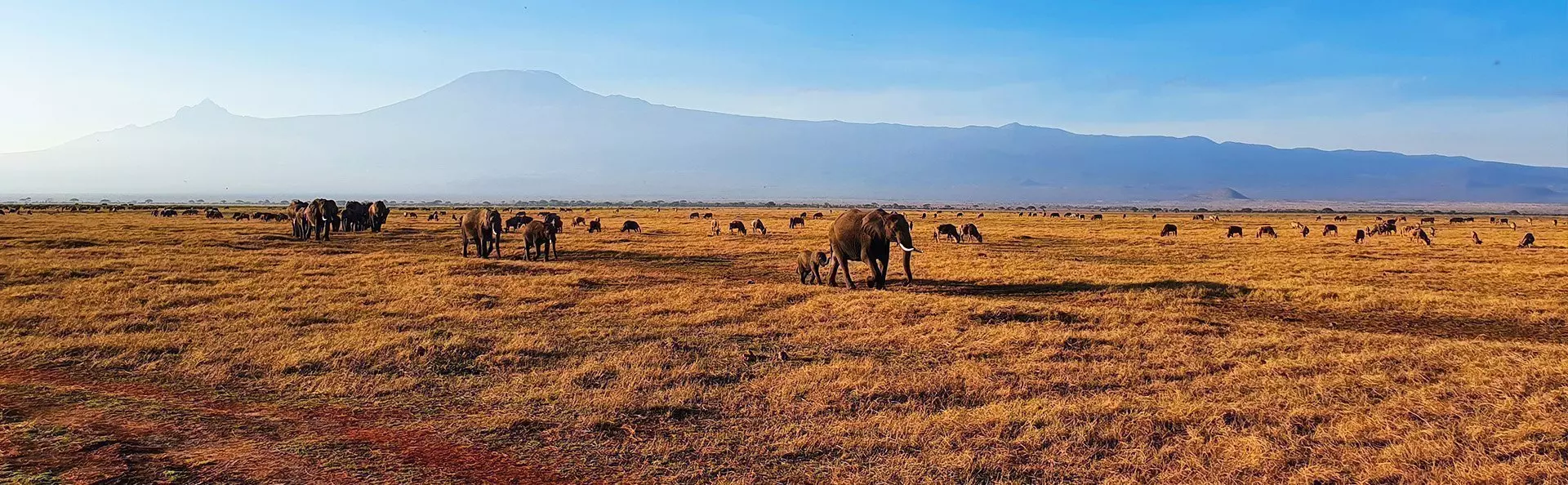 Elefanter går på rad i Amboseli med Kilimanjaro i bakgrunden
