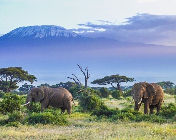 Elefanter i Amboseli nationalpark med Kilimanjaro i bakgrunden